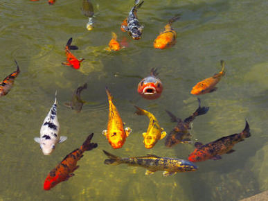 Koi Fish in a Pond