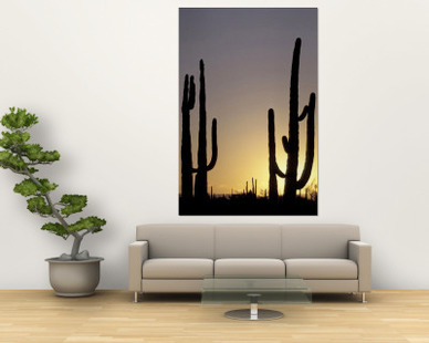 Saguaro Cacti, Organ Pipe National Monument, Arizona, USA