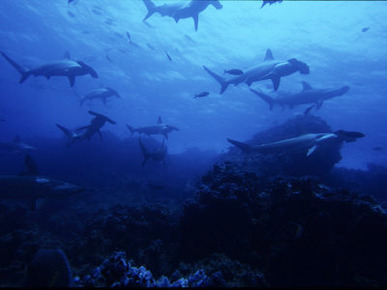 Scalloped Hammerhead Shark, Group, Galapagos