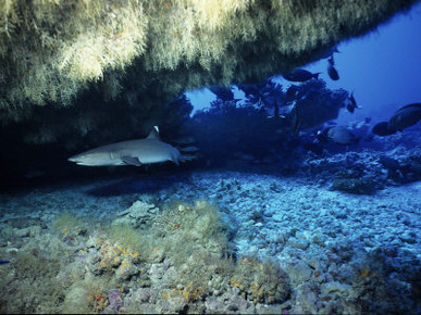 Whitetip Reef Sharks, In Cave, Polynesia