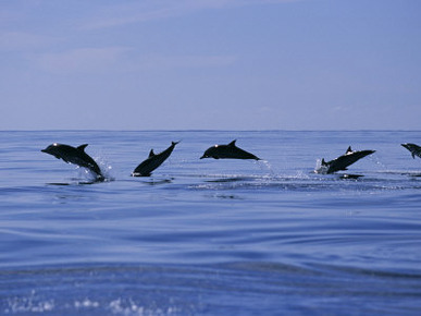 Striped Dolphins, Porpoising, Azores, Portugal