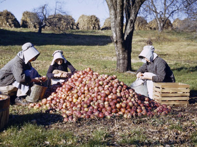 Mennonite Sisters Sitting in Orchard Prepare Apples for a Nearby Mill